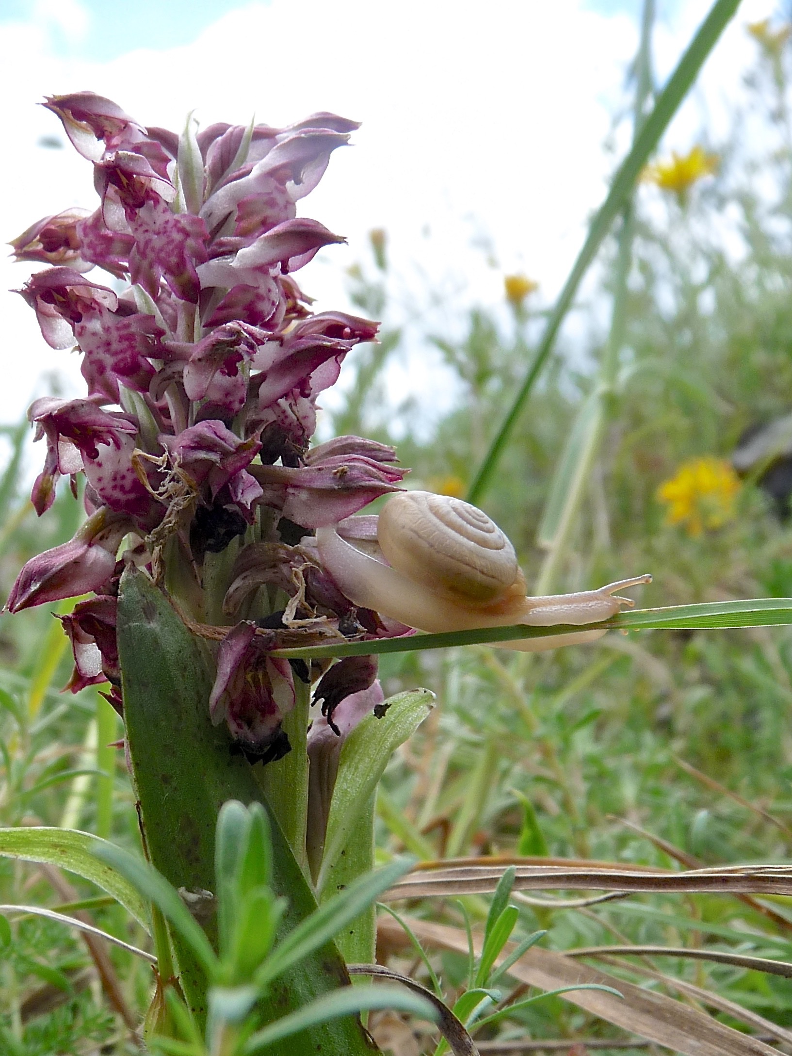 Anacamptis coriophora