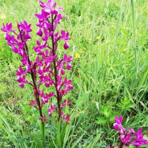 Anacamptis palustris