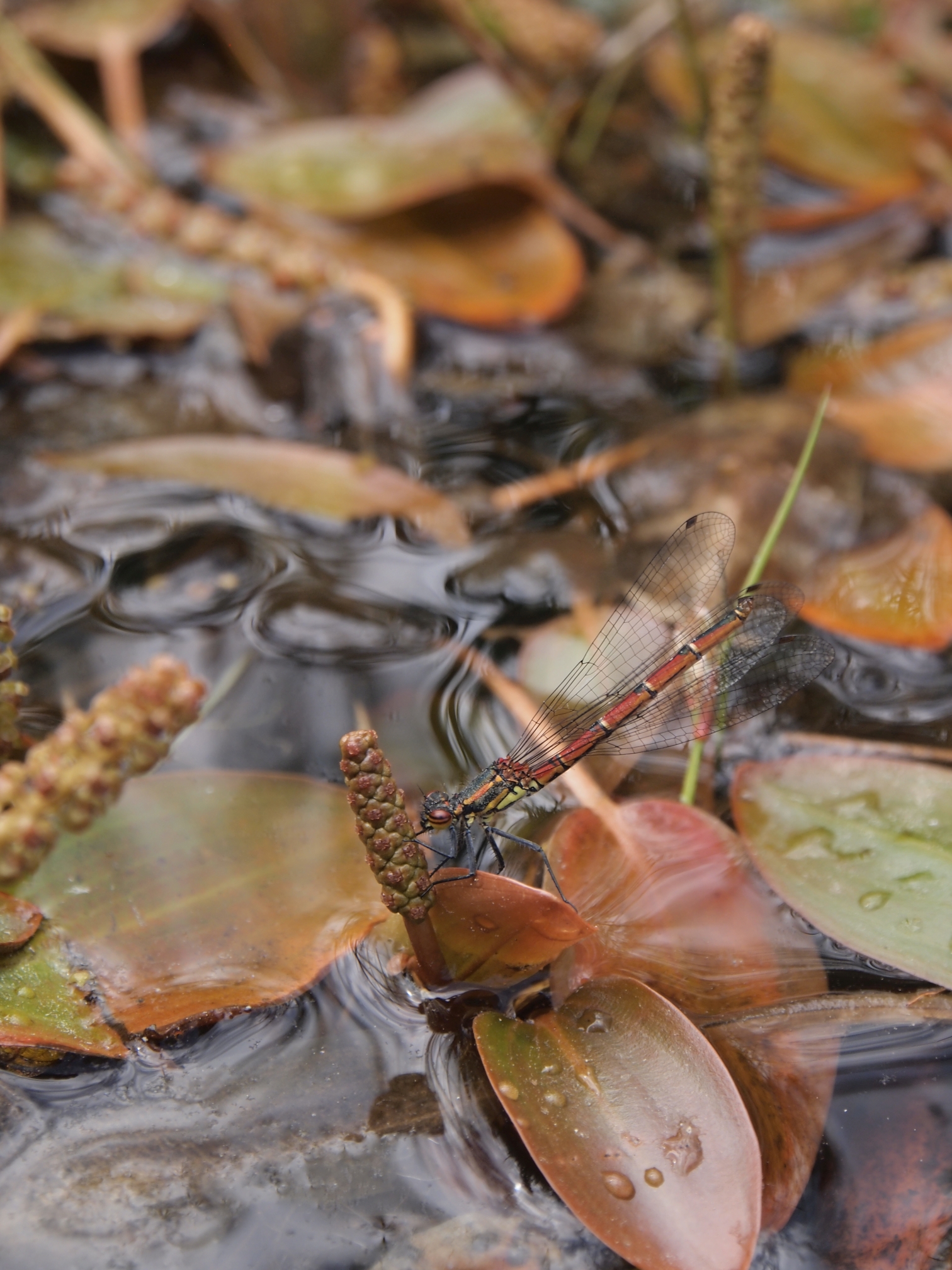 Potamogeton polygonifolius