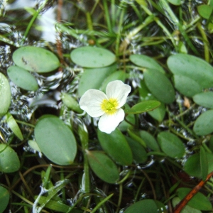 Flûteau nageant (Luronium natans)