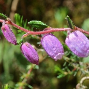Bruyère des Saint-Daboëc (Daboecia cantabrica)