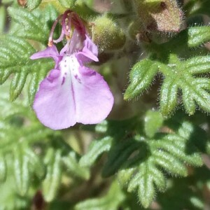 Germandrée botride (Teucrium botrys)