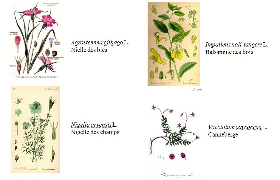 Vasculaires region paris critique