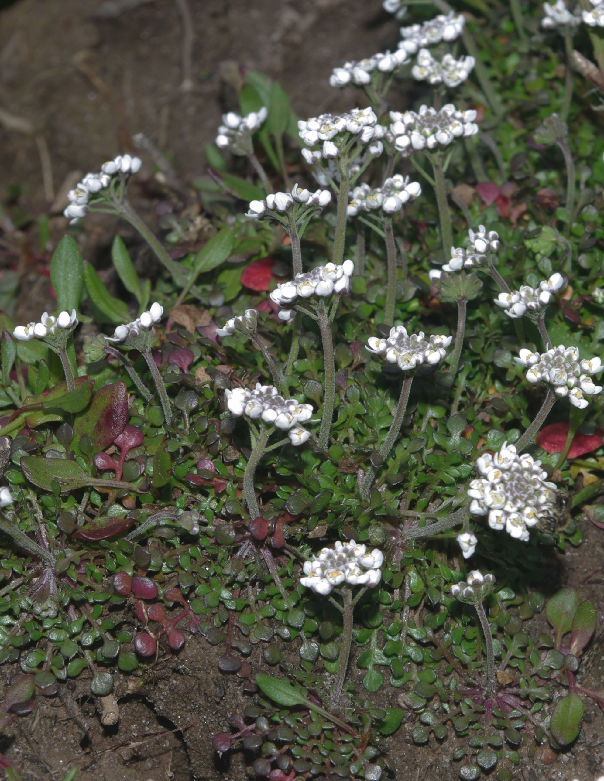 Teesdalia nudicaulis