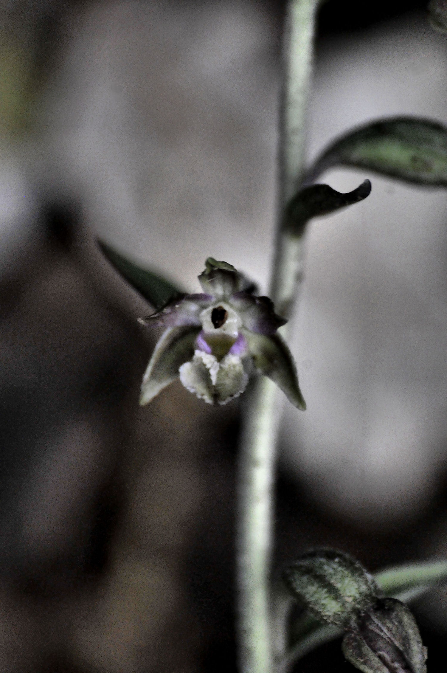 Epipactis microphylla