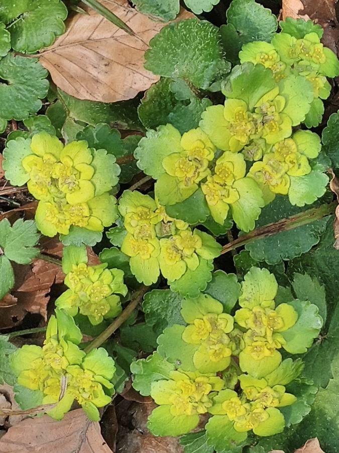 Chrysosplenium alternifolium