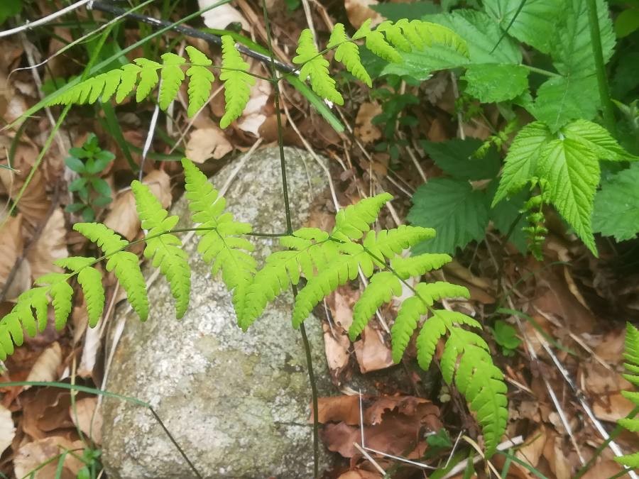 Gymnocarpium robertianum
