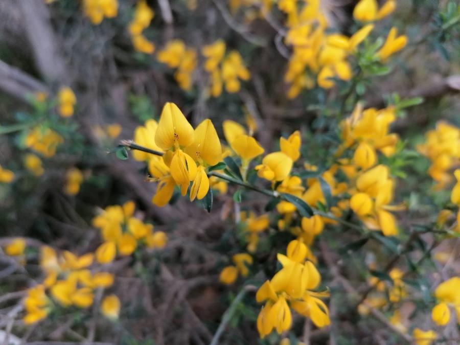 Genista pilosa