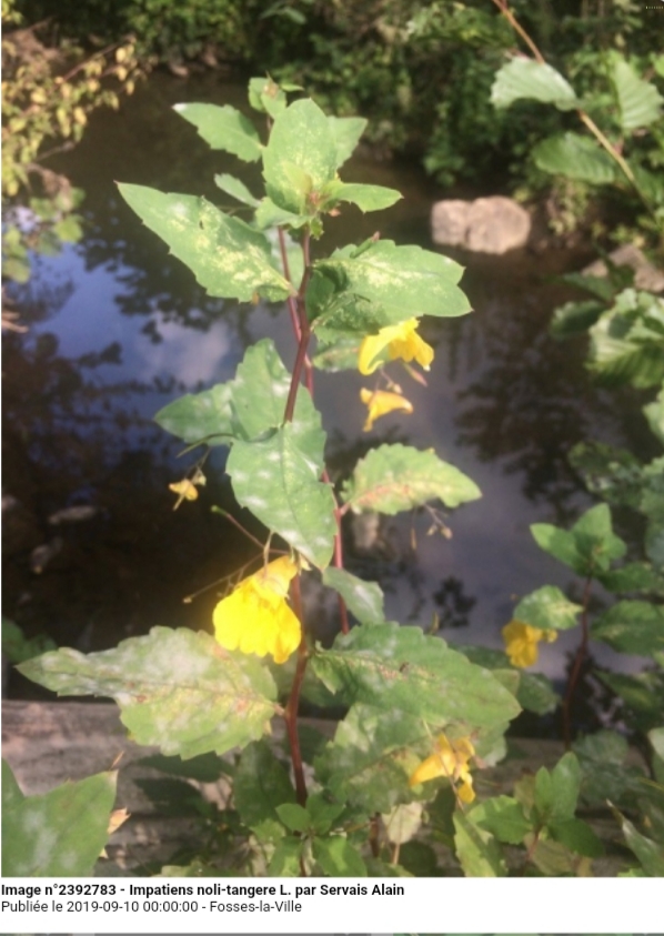 Impatiens noli-tangere L.