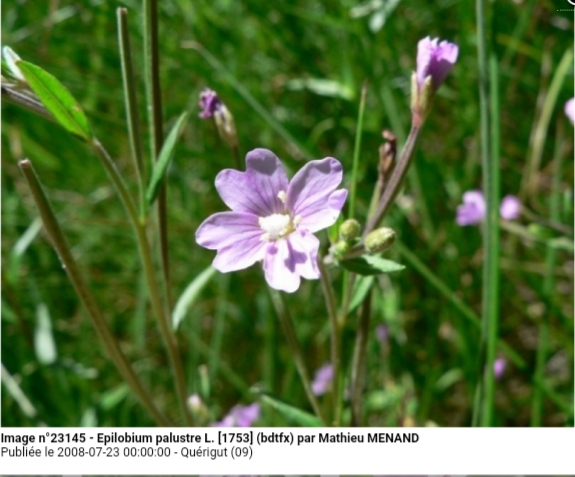 Epilobium palustre L.