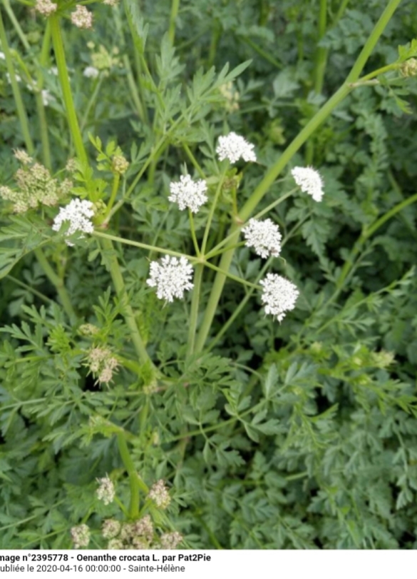 Oenanthe crocata L.