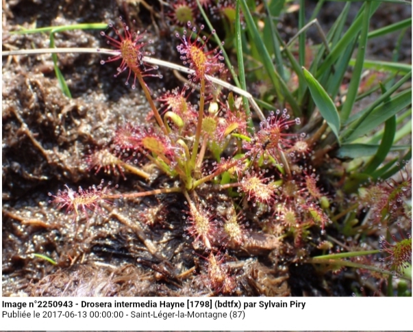 Drosera intermedia Hayne