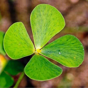 Marsilea quadrifolia
