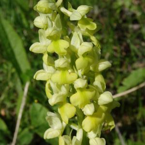 Orchis pallens