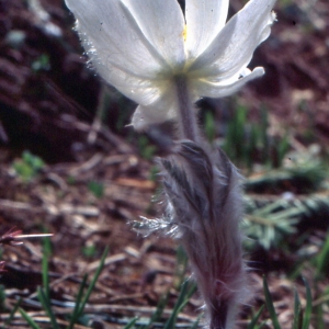 Pulsatilla vernalis