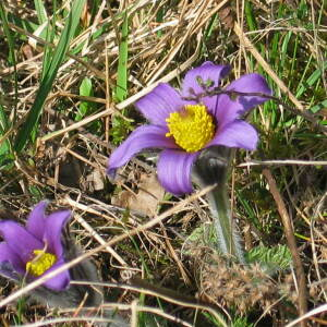 Pulsatilla vulgaris