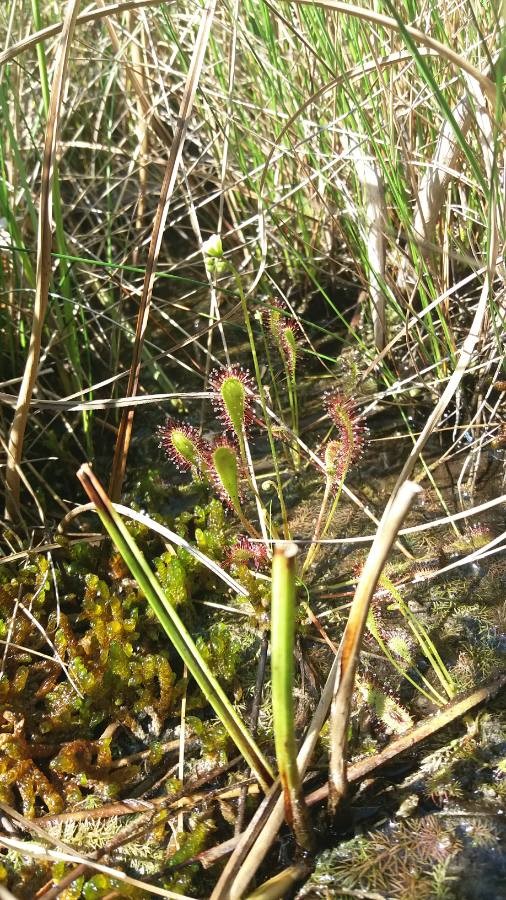 drosera anglica