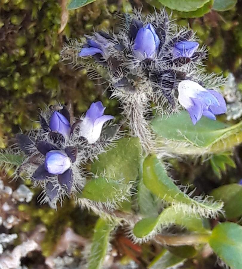 véronique des Alpes