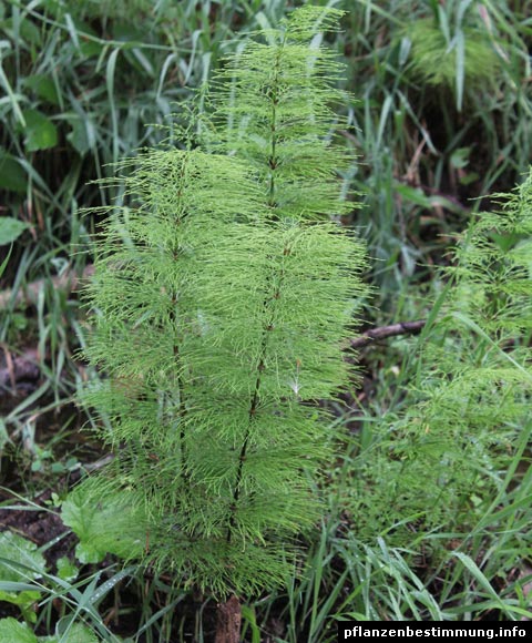 Equisetum sylvaticum