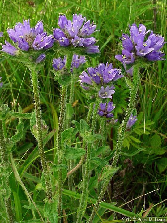 Campanula cervicaria