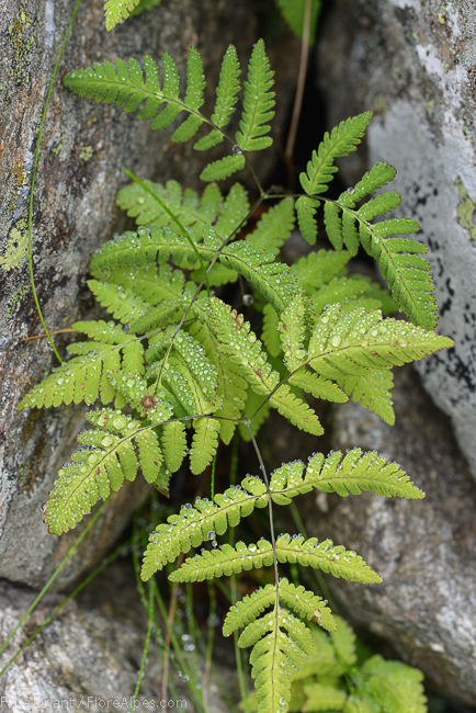 Gymnocarpium robertianum