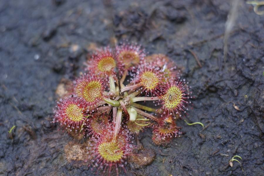 Une Drosera Rotundifolia
