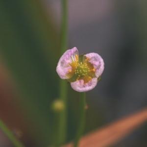 Alisma gramineum Lej.