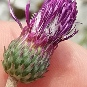 Cirsium_tuberosum