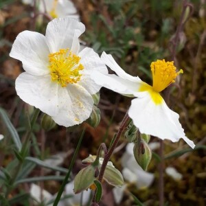 Helianthemum_apenninum