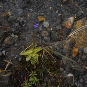 Pinguicula_vulgaris_L