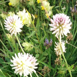 Trifolium_montanum_L