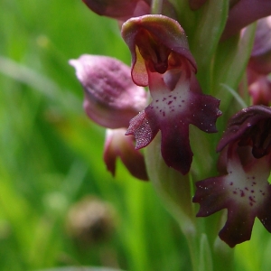 Anacamptis coriophora