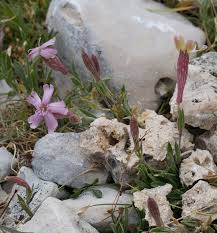 Silène de Pétrarque