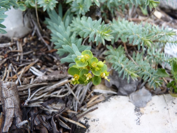 Euphorde de loiseleur