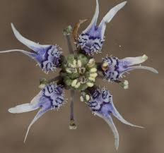 Garidelle fausse nigelle
