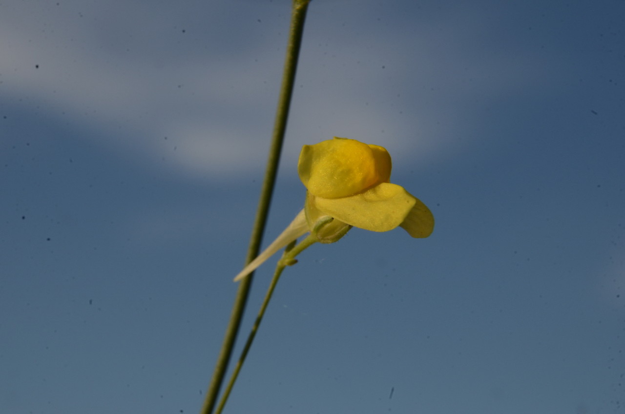 La fleur de profil, montrant son éperon