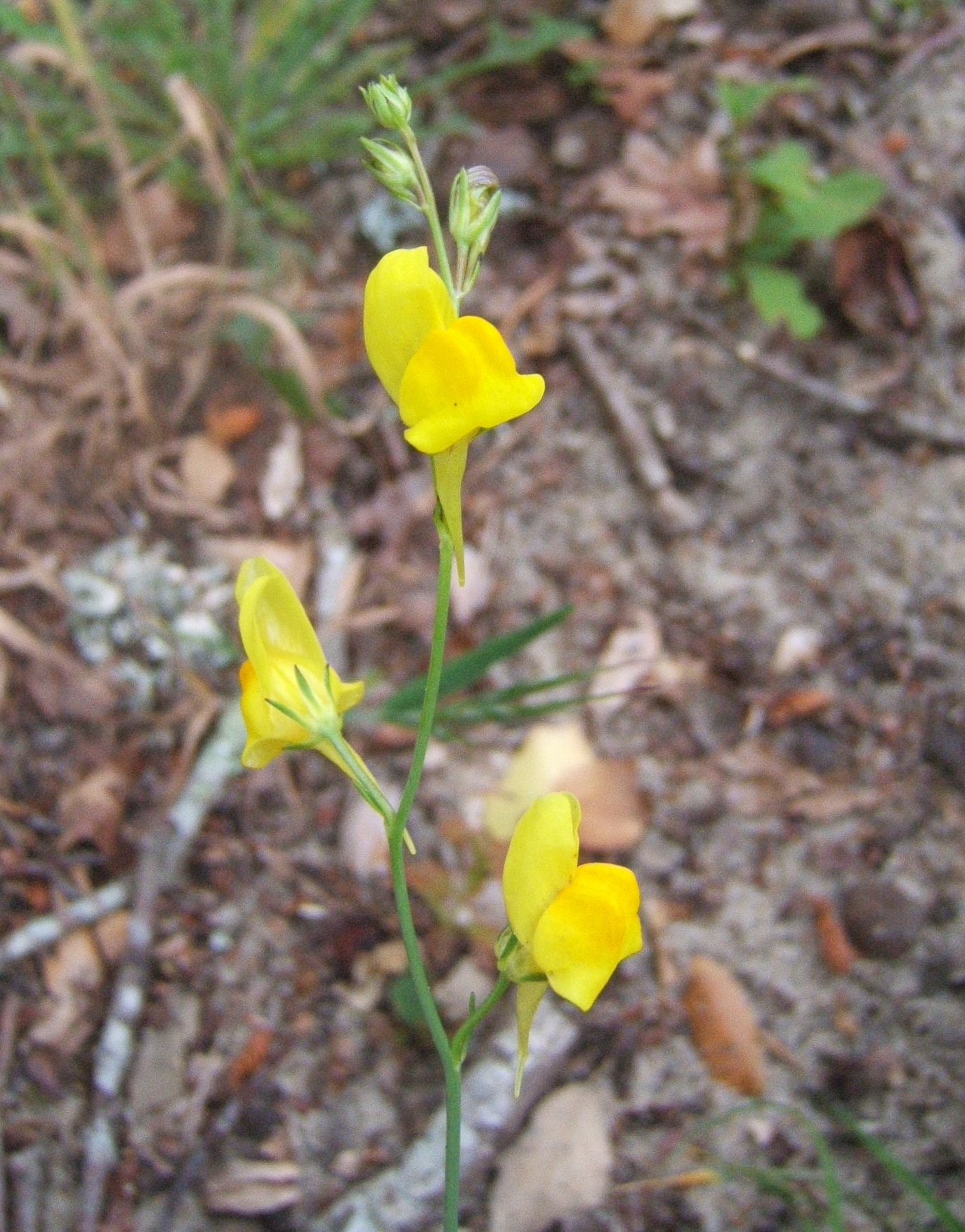 Inflorescence de la plante