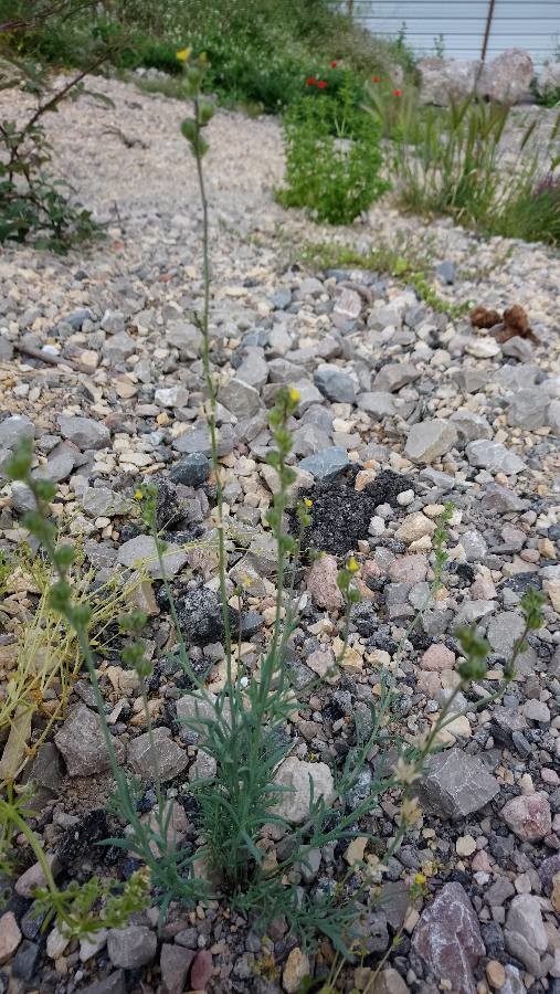 Plante entière dans son habitat caillouteux