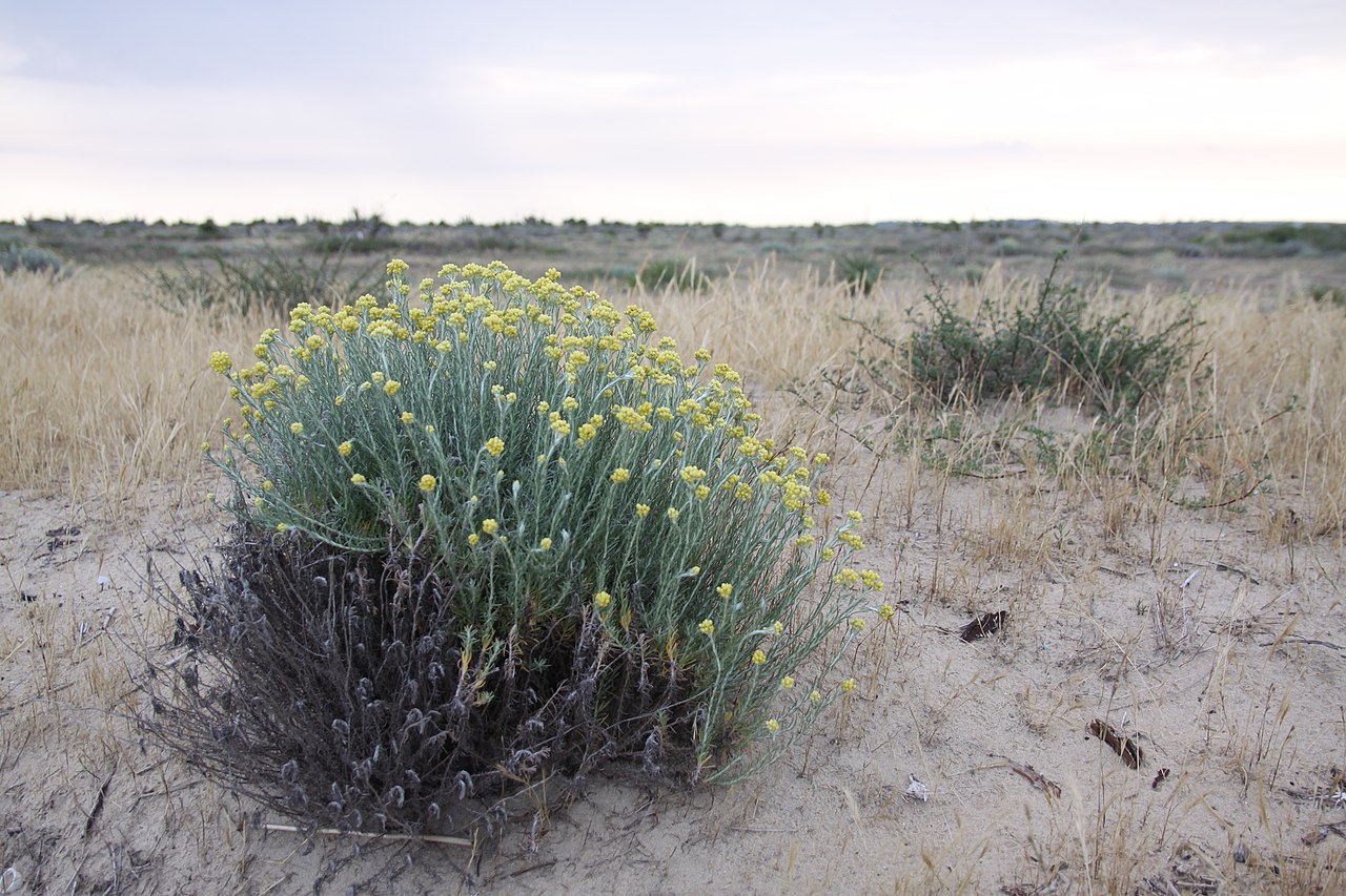 immortelle des dunes