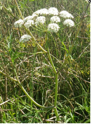 Cicuta virosa