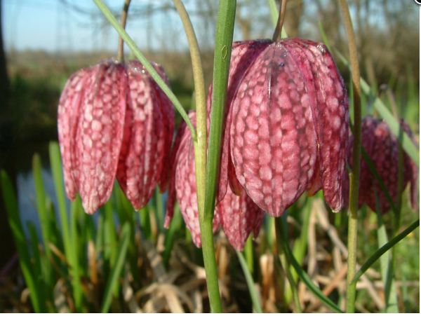 Fritillaria meleagris