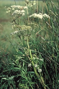 Cigüe dans un champ