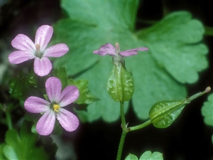 Géranium lucidum