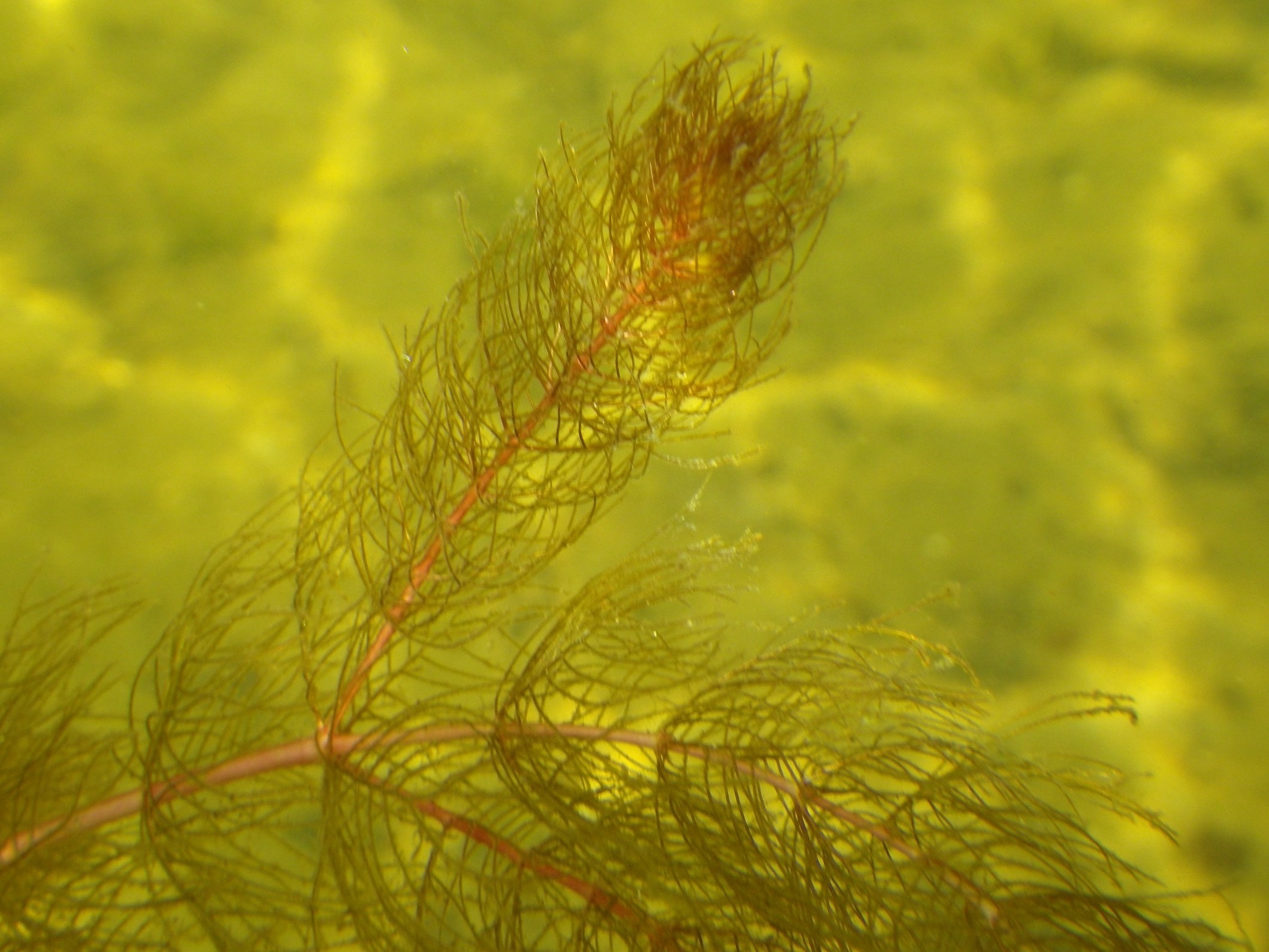 Myriophyllum