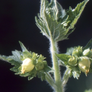 Scrophularia vernalis L