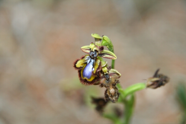 Ophrys miroir (CR)