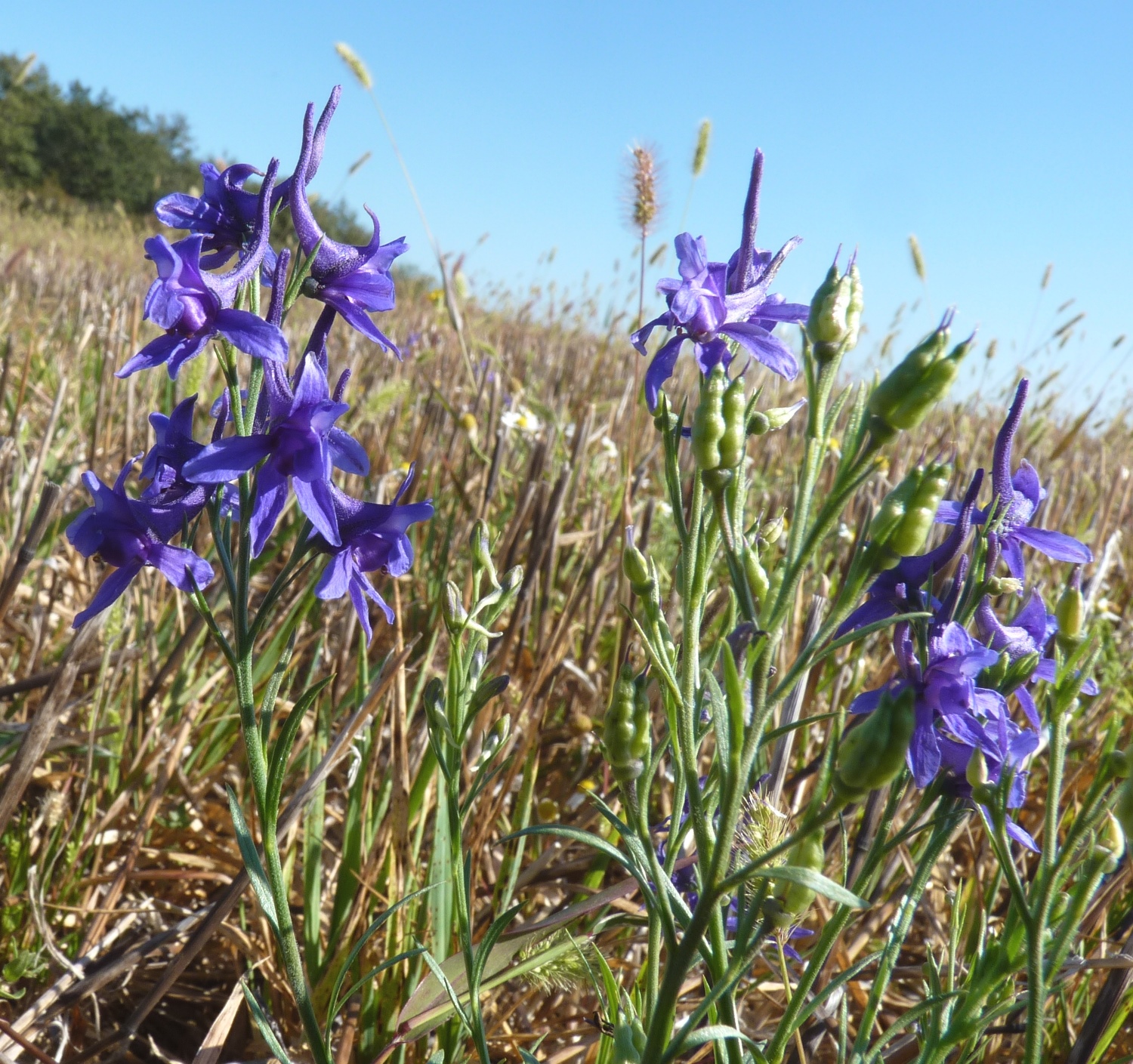 Delphinium verdunense