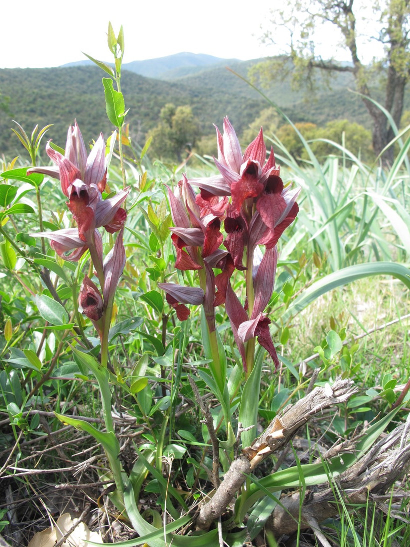 Serapias cordigera (EN)