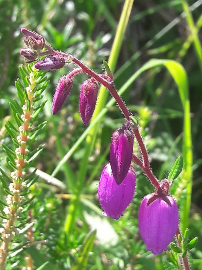 Daboecia cantabrica (VU)