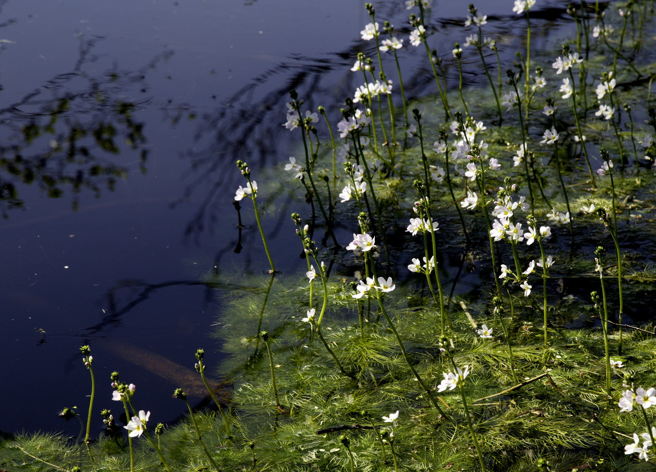 Hottonia palustris (CR)